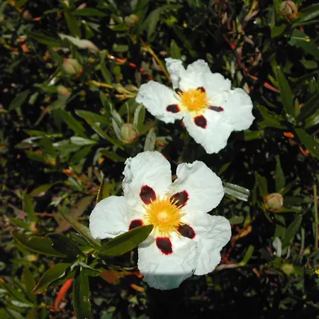 Pedra Dos Corvos House