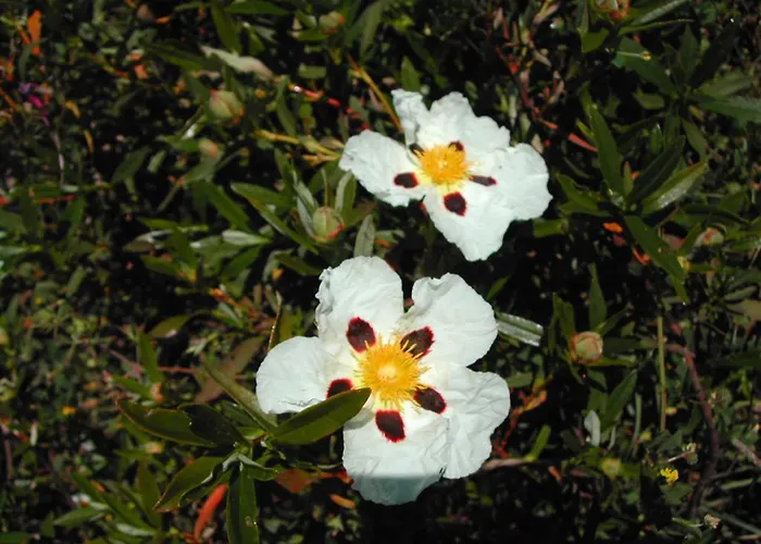 Pedra Dos Corvos House
